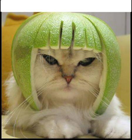 chat melon!!!